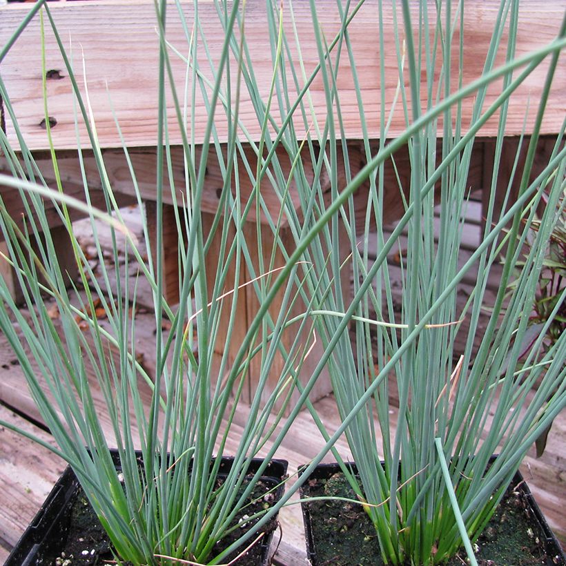 Juncus inflexus Blue Arrows (Plant habit)