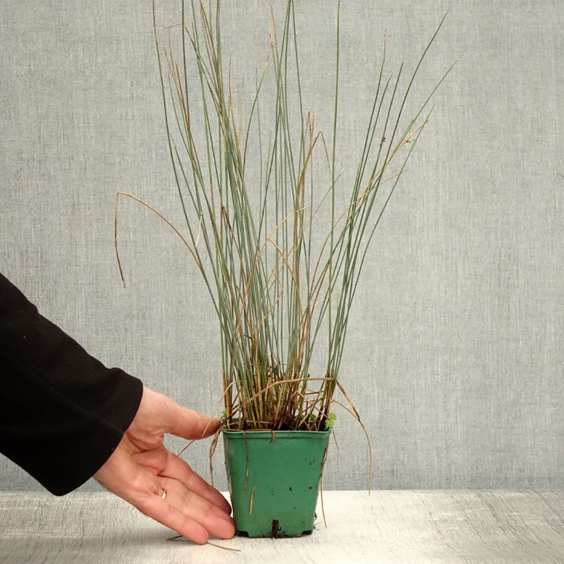 Juncus inflexus Blue Dart 8/9 cm pot sample as delivered in autumn