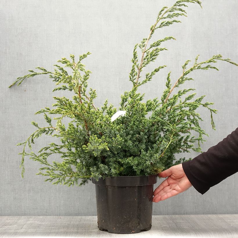 Juniperus chinensis Blue Alps - Genévrier de Chine en pot de 7,5L/10L sample as delivered in spring
