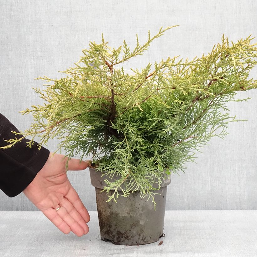 Juniperus pfitzeriana Golden Saucer 2L/3L pot sample as delivered in winter