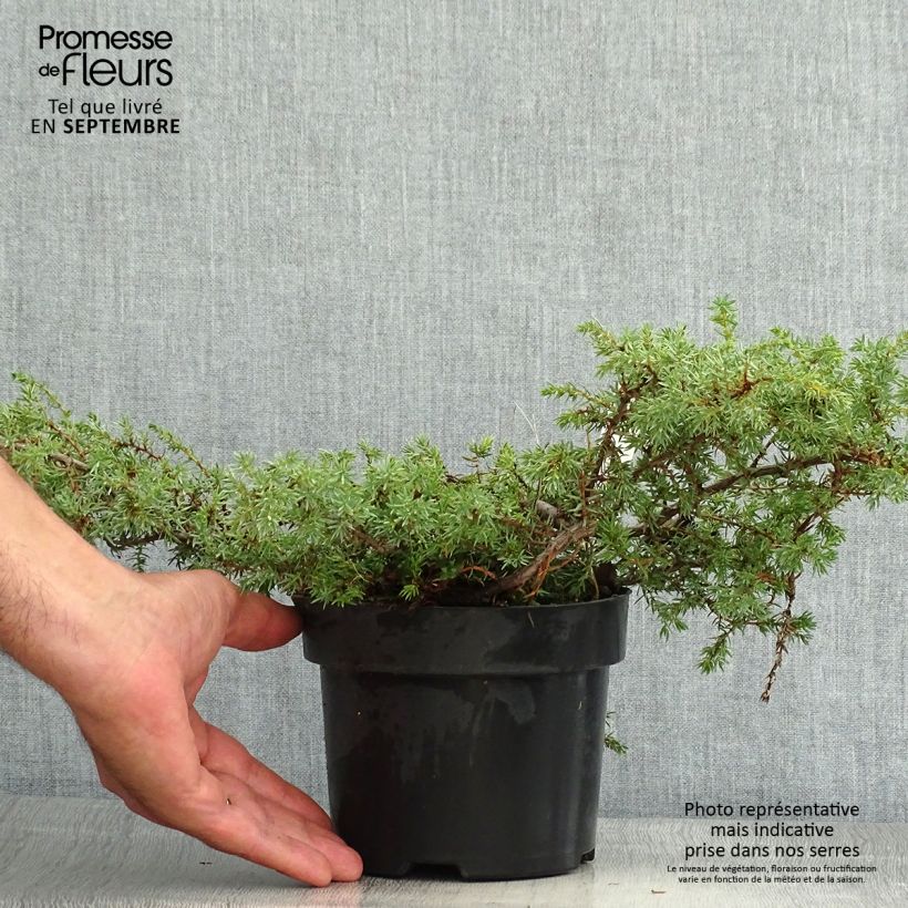 Juniperus communis var. hemisphera Hornibrookii 2L/3L pot sample as delivered in summer