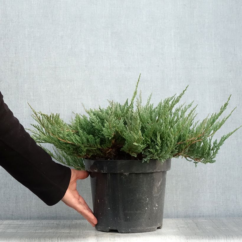 Juniperus horizontalis Blue Chip 7.5L/10L pot sample as delivered in autumn