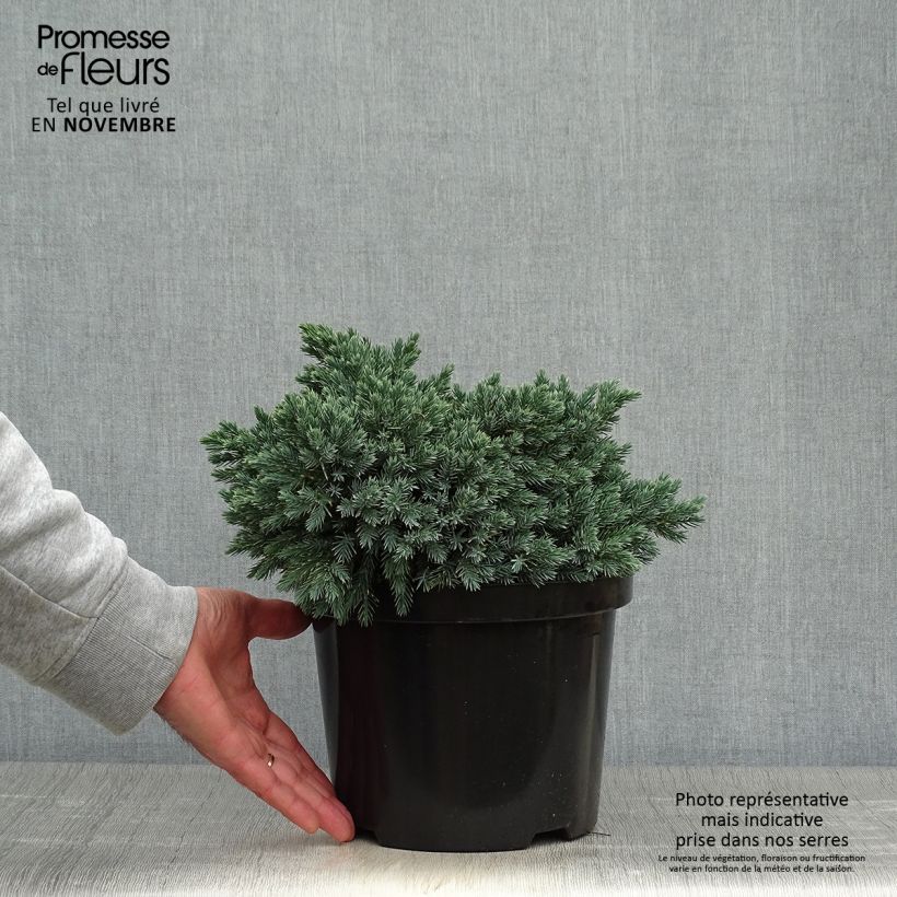 Juniperus squamata Blue Star - Scale juniper 3L/4L pot sample as delivered in autumn