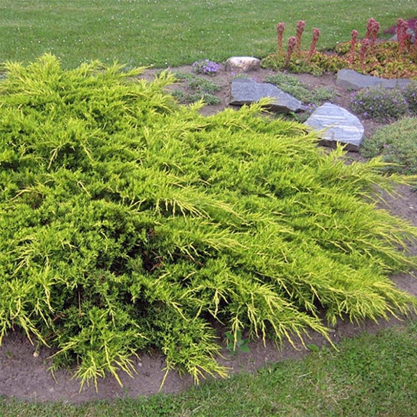 Juniperus  media Pfitzeriana Aurea (Plant habit)