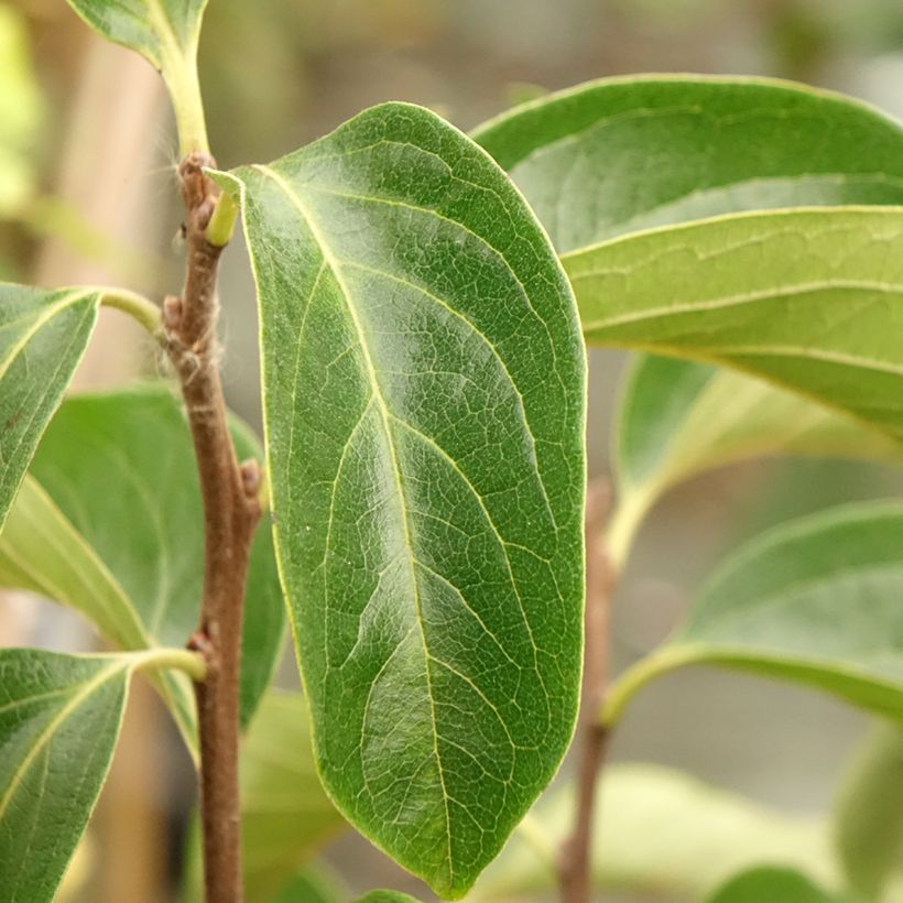 Diospyros kaki Fuyu - Persimmon (Foliage)