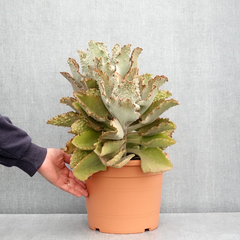 Kalanchoe beharensis Fang - Kalanchoé Fang 7.5L/10L pot sample as delivered in spring
