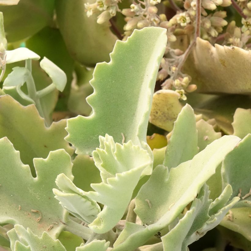 Kalanchoe Oak Leaf (Foliage)