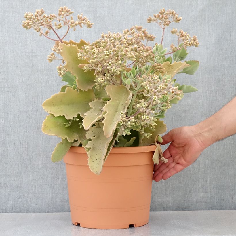 Kalanchoe beharensis Oak Leaf - Kalanchoé Oak Leaf 7.5L/10L pot sample as delivered in spring