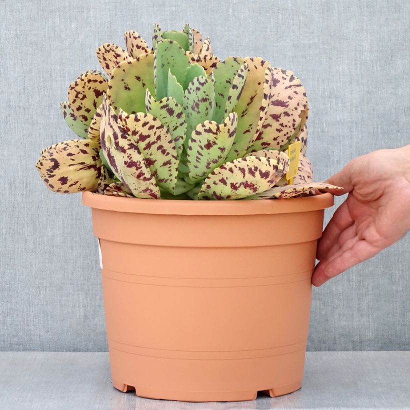 Kalanchoe marmorata  - Kalanchoé marbré 7.5L/10L pot sample as delivered in spring