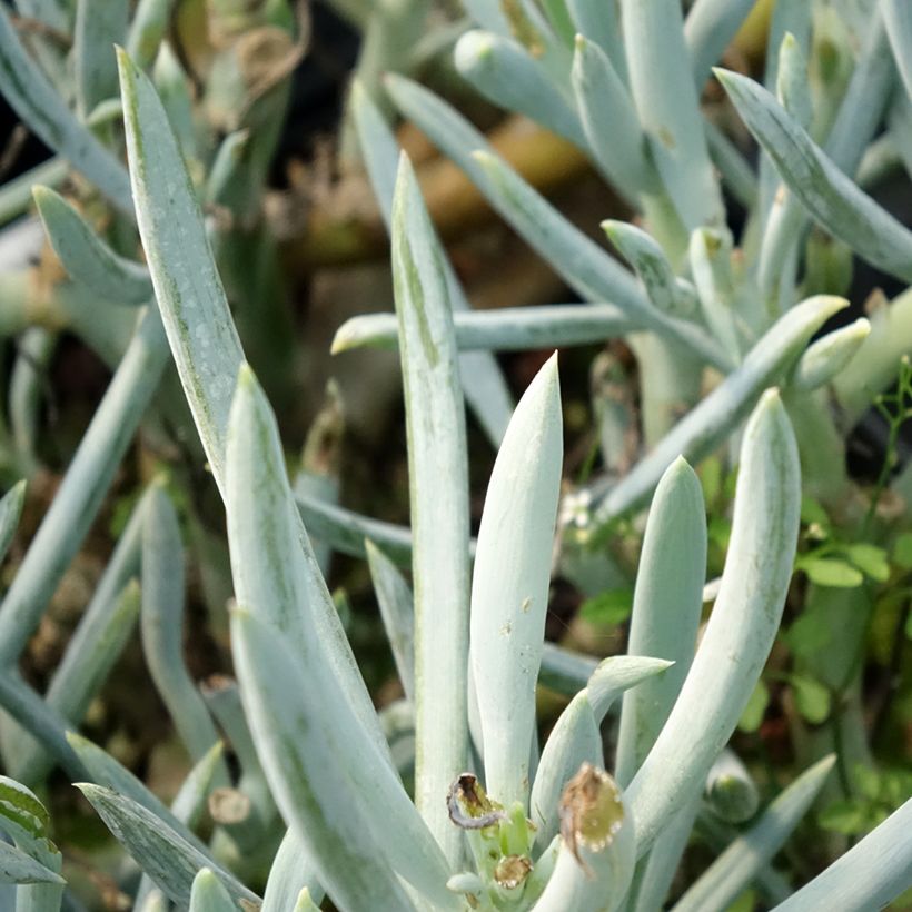 Kalanchoe thyrsiflora Bronze Sculpture (Foliage)