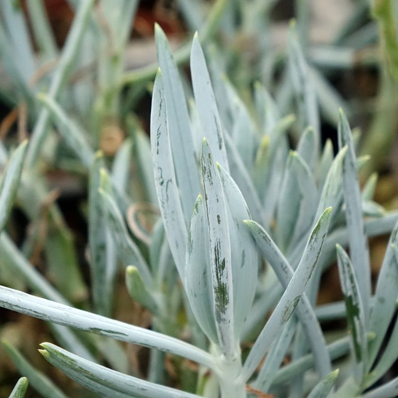 Kalanchoe thyrsiflora Bronze Sculpture (Foliage)