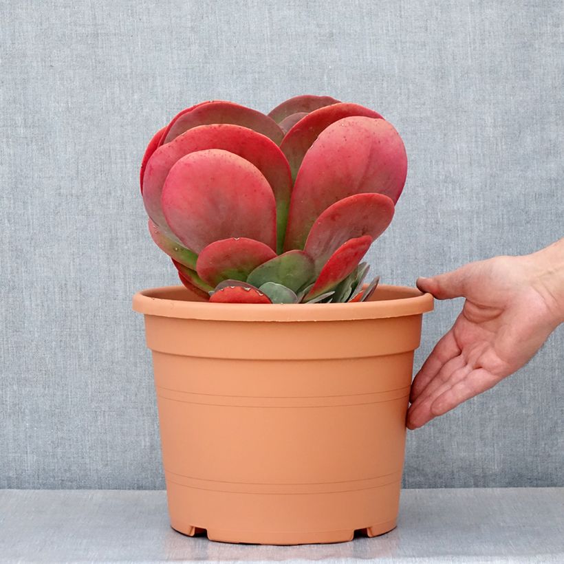 Kalanchoe thyrsiflora  - Kalanchoé à thyrses 7.5L/10L pot sample as delivered in spring