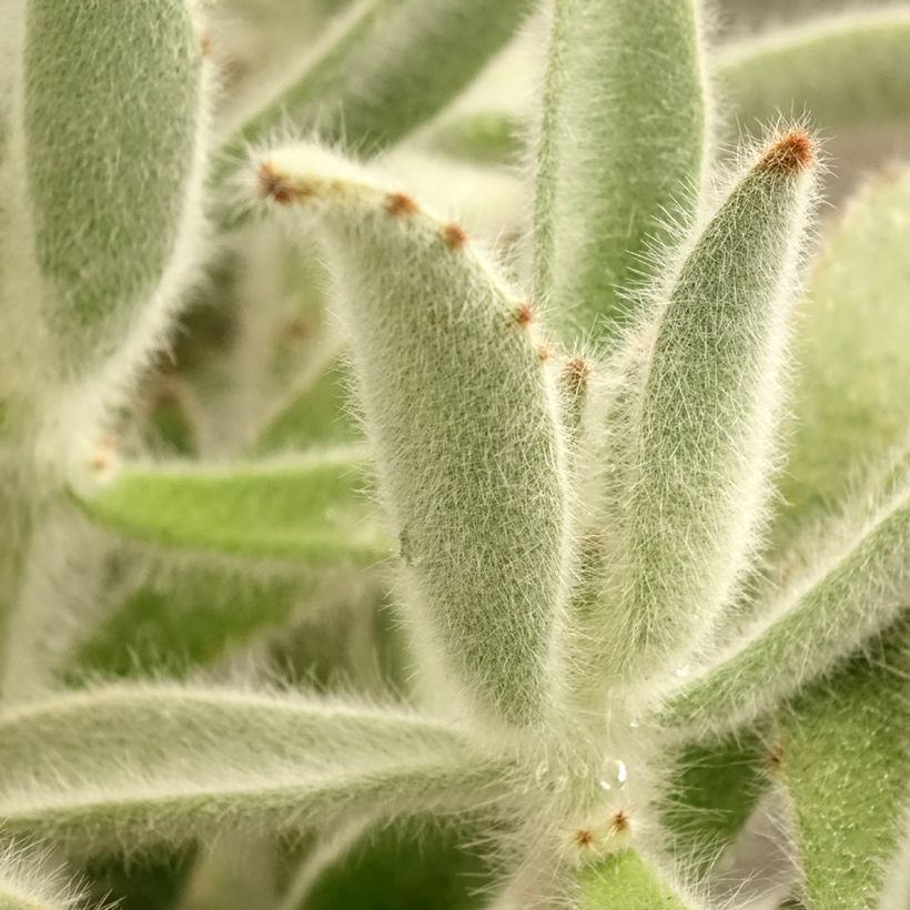 Kalanchoe tomentosa (Foliage)