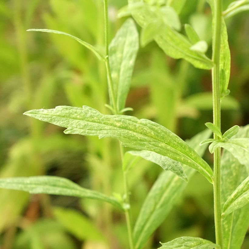 Kalimeris incisa Alba (Foliage)