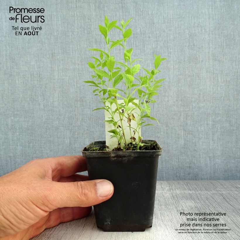 Kalimeris incisa Charlotte 8/9 cm pot sample as delivered in summer
