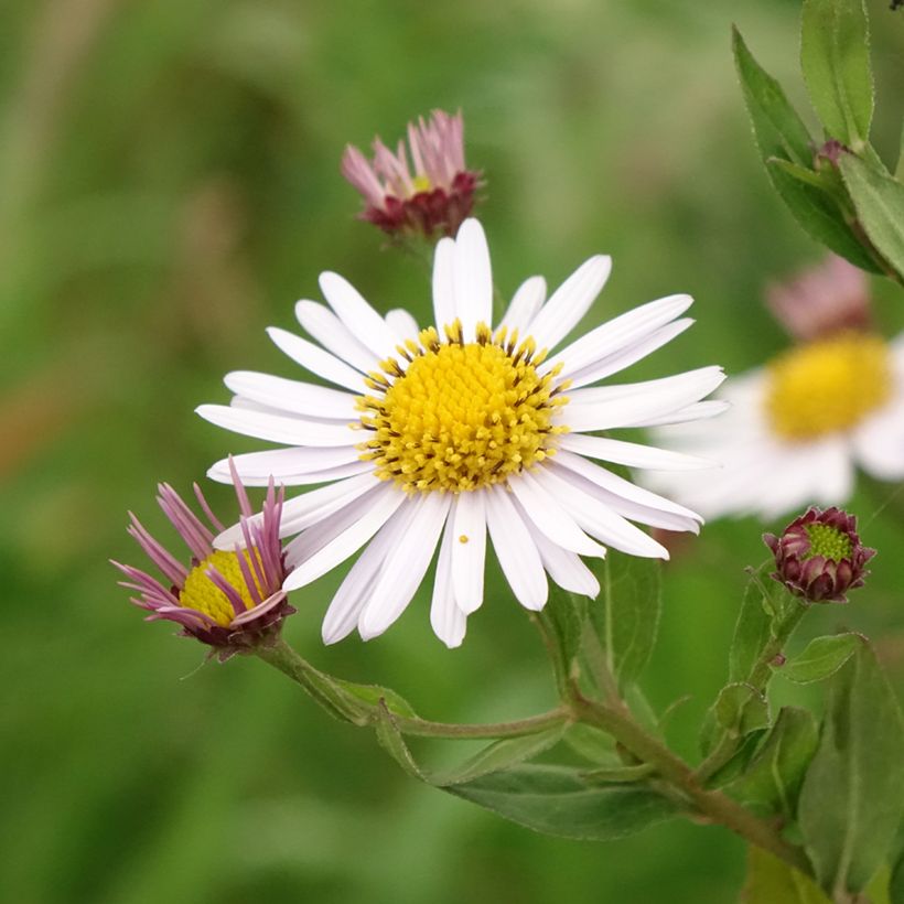 Kalimeris incisa Madiva (Flowering)