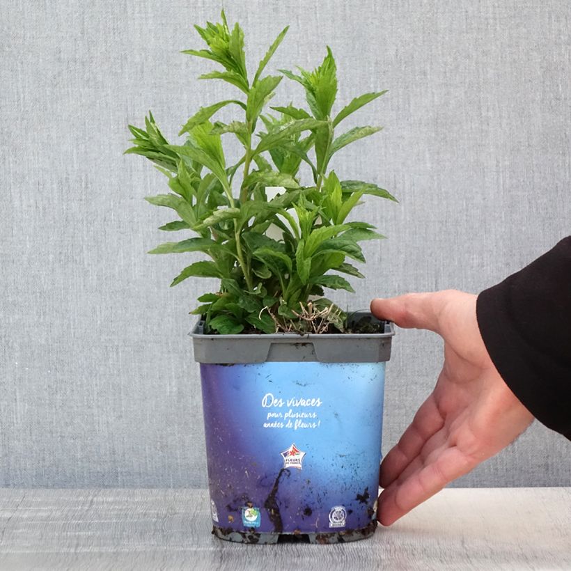 Kalimeris incisa Pot de 2L/3L sample as delivered in spring