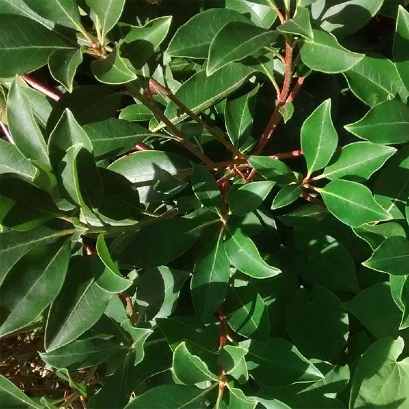 Kalmia latifolia - Mountain Laurel (Foliage)