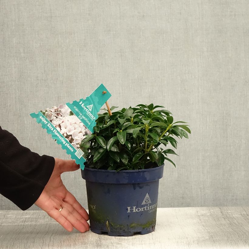 Kalmia latifolia Elf - Mountain Laurel 3L/4L pot sample as delivered in autumn