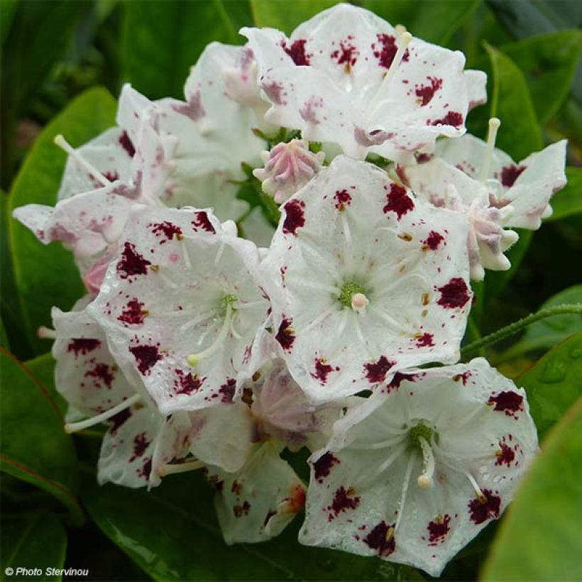 Kalmia latifolia f. fuscata Freckles - Mountain Laurel (Flowering)