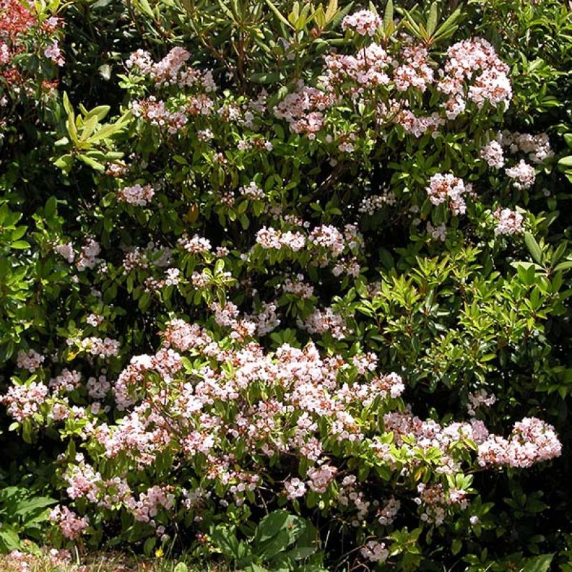 Kalmia latifolia f. fuscata Freckles - Mountain Laurel (Plant habit)