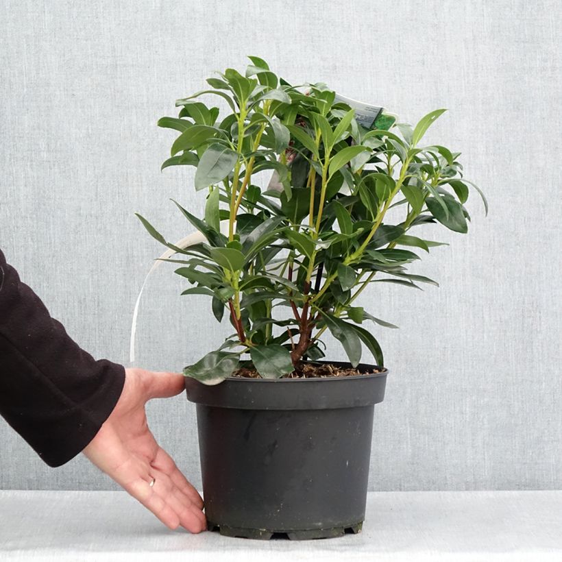 Kalmia latifolia Galaxy - Mountain Laurel 4L/5L potShipped height around 30cm sample as delivered in spring