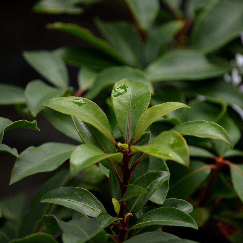 Kalmia latifolia Hearts Desire - Mountain Laurel (Foliage)