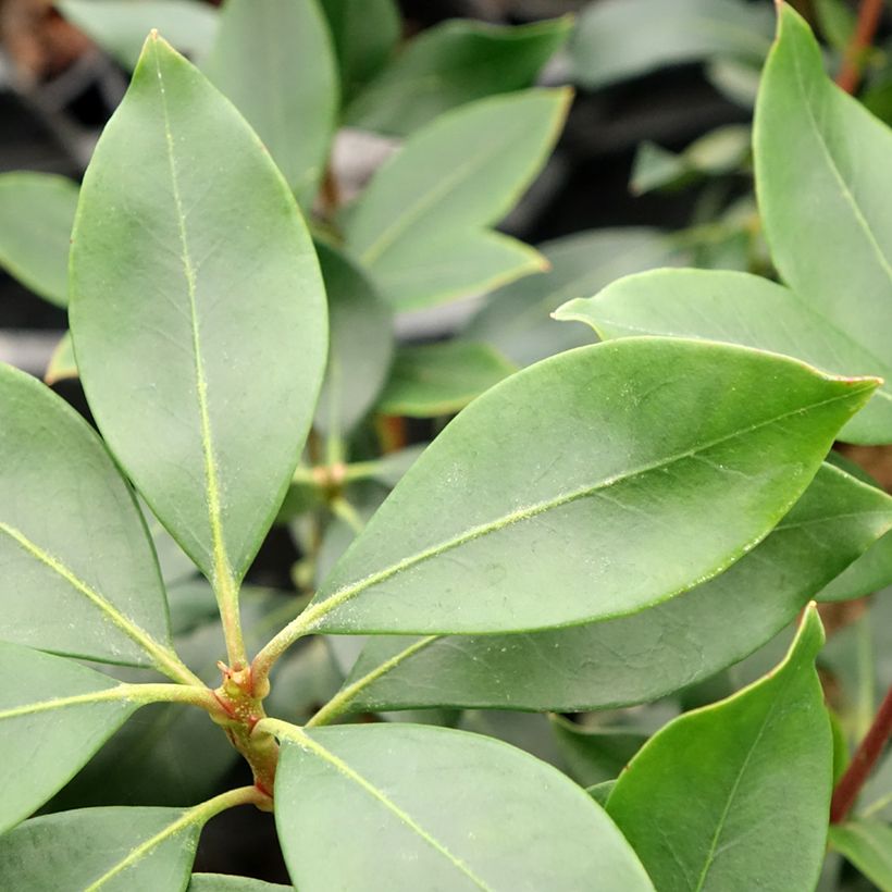 Kalmia latifolia Ideal - Mountain Laurel (Foliage)
