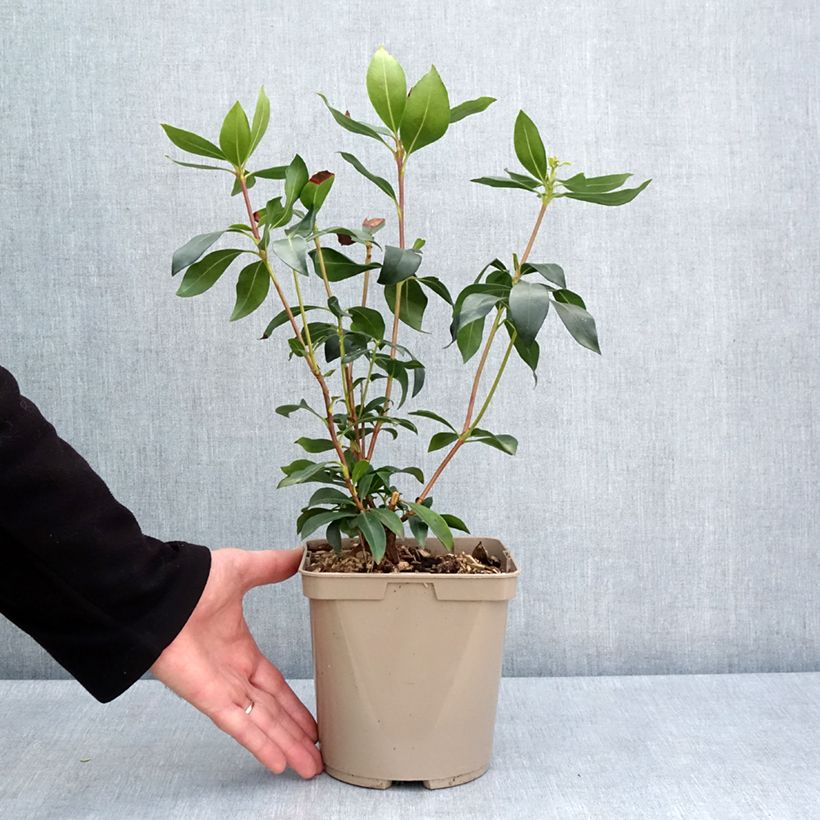 Kalmia latifolia Ideal - Mountain Laurel 3L/4L pot sample as delivered in spring
