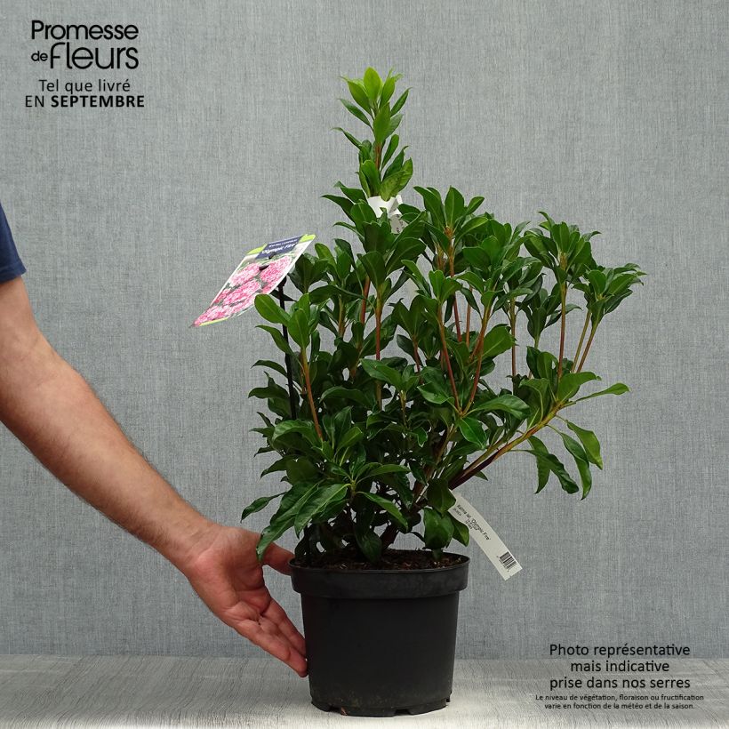 Kalmia latifolia Olympic Fire - Mountain Laurel 3L/4L pot sample as delivered in autumn