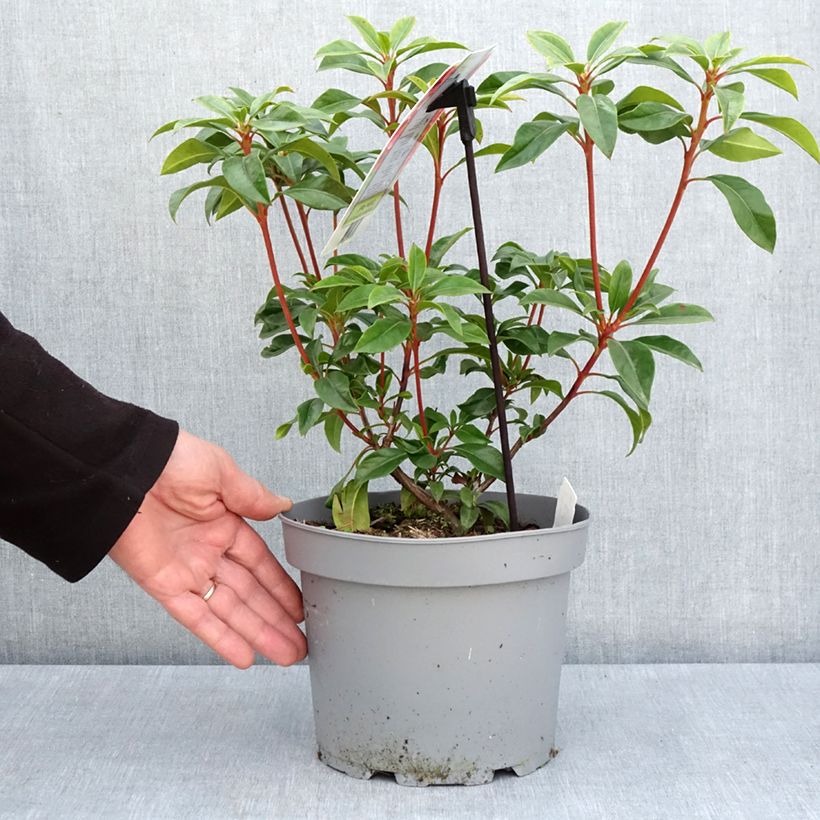 Kalmia latifolia Otsbo Red - Mountain Laurel 2L/3L potShipped height around 20/30cm sample as delivered in spring