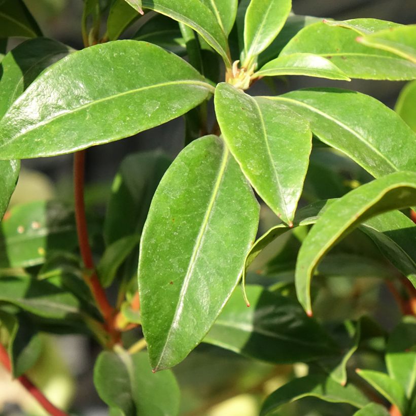 Kalmia latifolia Otsbo Red - Mountain Laurel (Foliage)