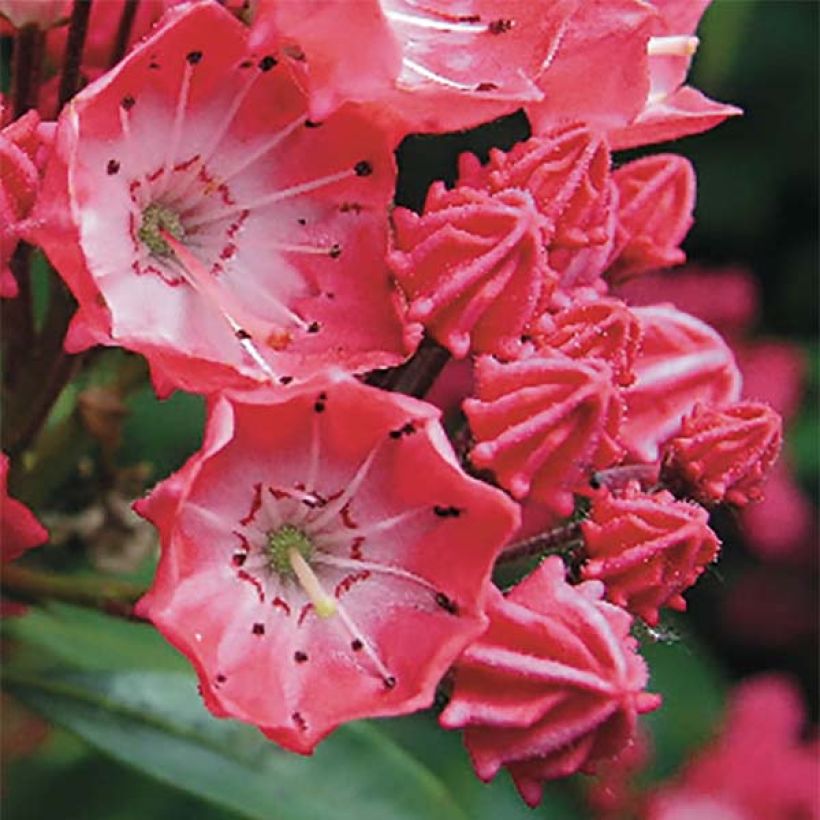 Kalmia latifolia Pinkobello - Mountain Laurel (Flowering)