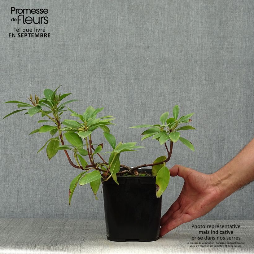 Kalmia latifolia Tad - Mountain Laurel 3L/4L pot sample as delivered in autumn