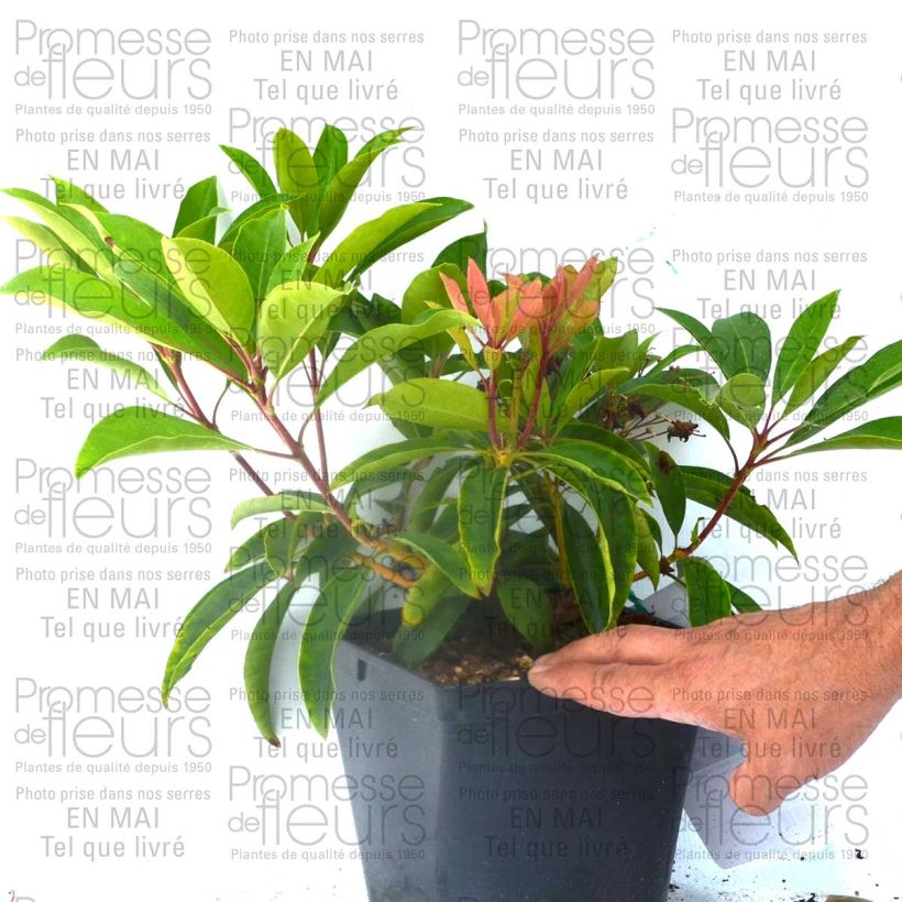 Example of Kalmia latifolia You Can - Laurier des montagnes en camaieu de rose Pot de 2L/3L specimen as delivered