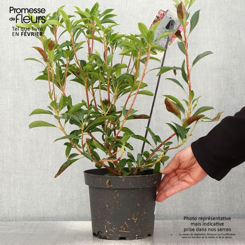 Kalmia latifolia You Can - Mountain Laurel 2L/3L potShipped height around 30/40cm sample as delivered in winter