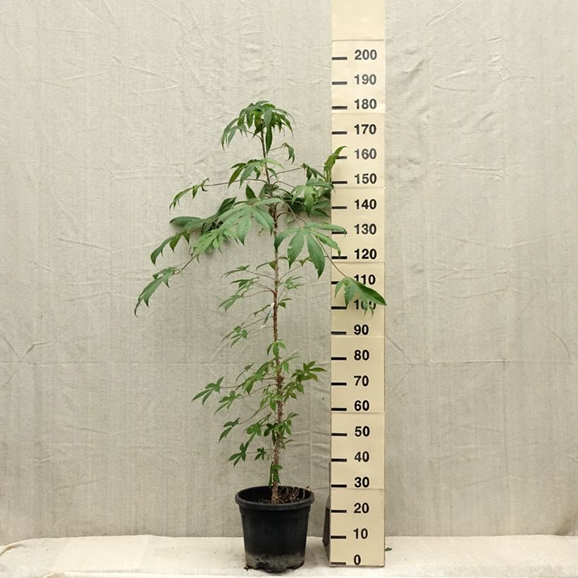 Kalopanax septemlobus Maximowiczii 7.5L/10L potShipped height around 80/100cm sample as delivered in summer