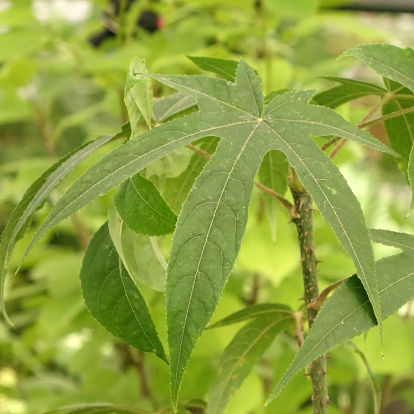 Kalopanax septemlobus Maximowiczii (Foliage)