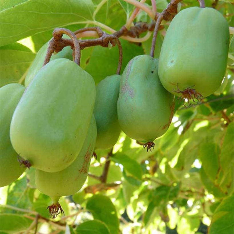 Hardy Kiwi Scarlet Ambrosia (female) - Actinidia arguta (Harvest)