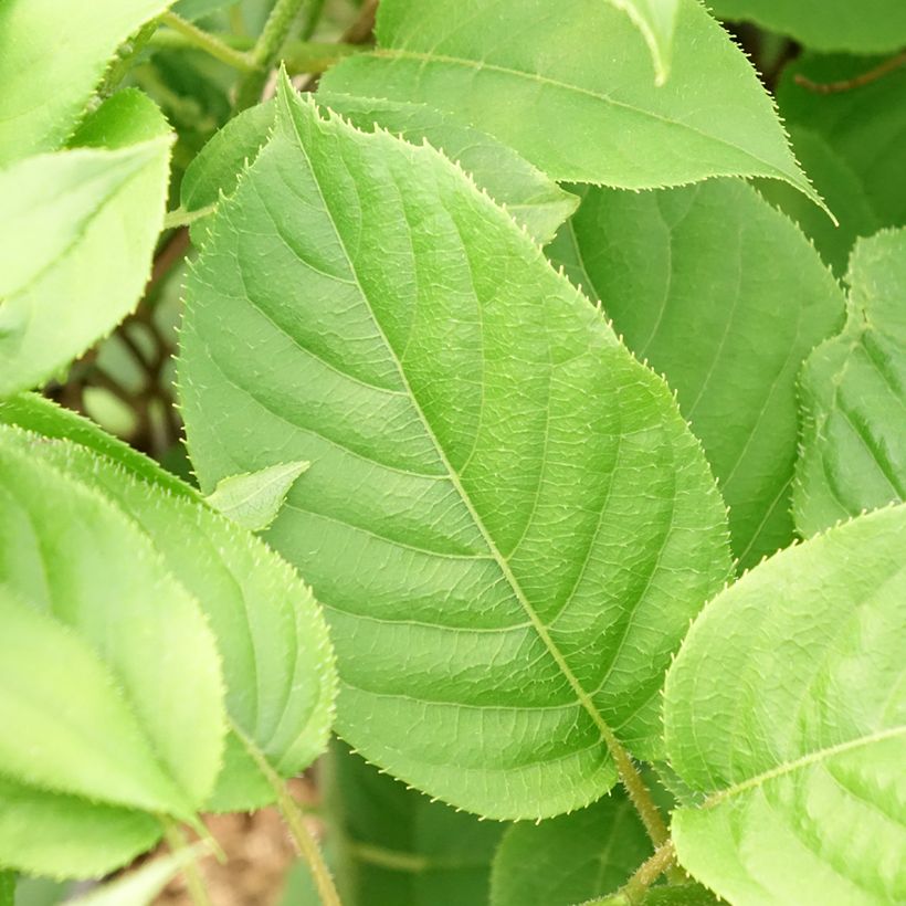 Hardy Kiwi Jumbo (male) - Actinidia arguta (Foliage)
