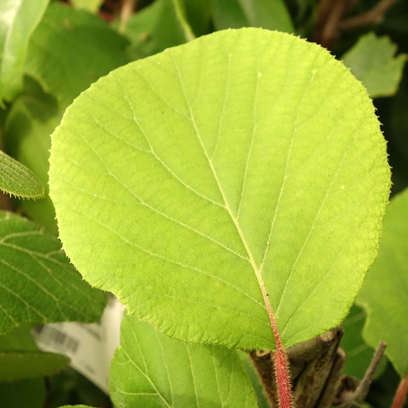 Kiwi Plant Kiwidoo (female) - Actinidia deliciosa (Foliage)