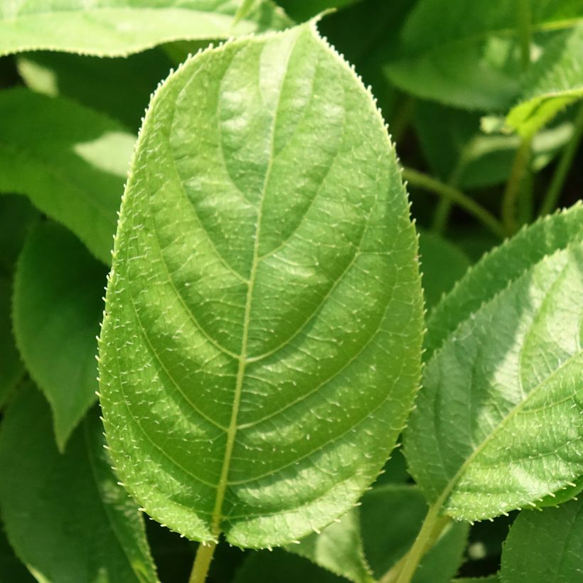 Hardy Kiwi Ananasnaya (female) - Actinidia arguta (Foliage)