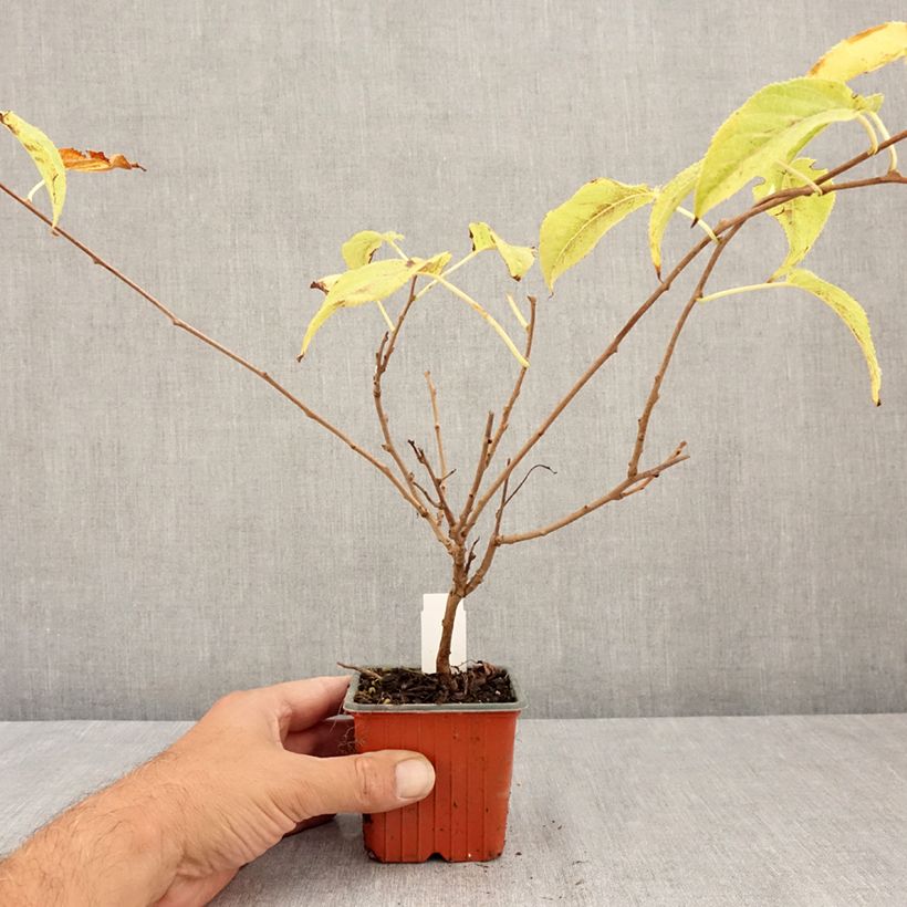 Hardy Kiwi Ananasnaya (female) - Actinidia arguta 8/9 cm pot sample as delivered in summer