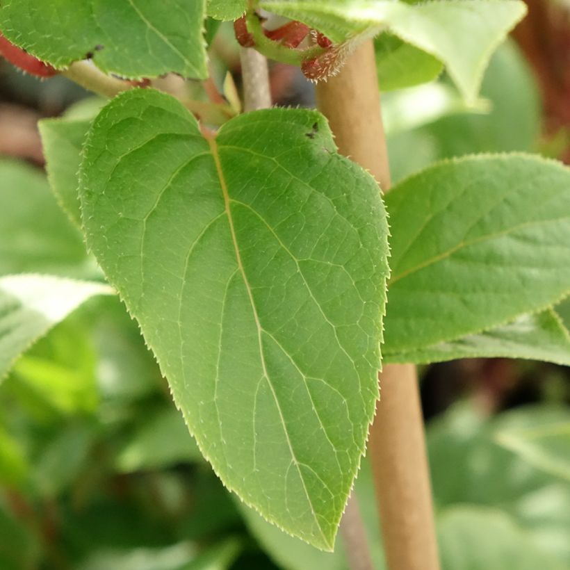 Hardy Kiwi Ananasnaya (female) - Actinidia arguta (Foliage)