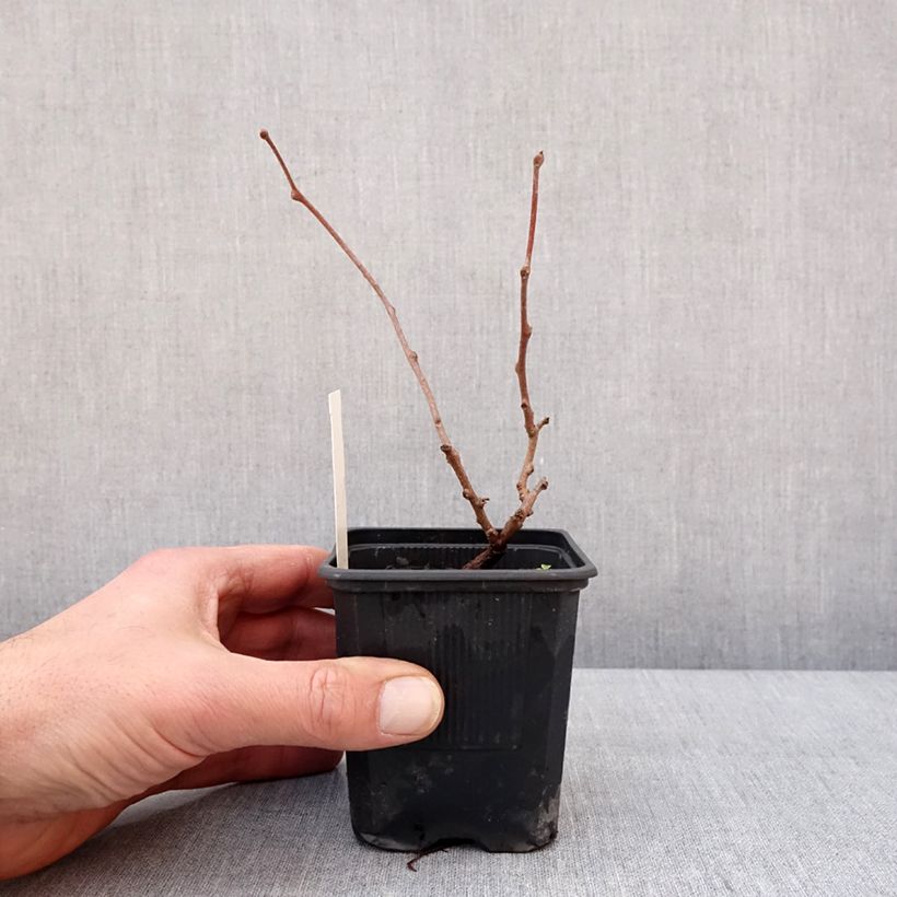 Actinidia arguta Domino 10cm/11cm pot sample as delivered in winter