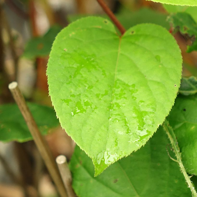 Hardy Kiwi Geneva (female) - Actinidia arguta (Foliage)