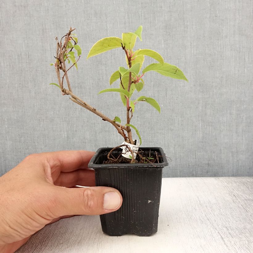 Hardy Kiwi Purpurea (female) - Actinidia arguta 8/9 cm pot sample as delivered in summer