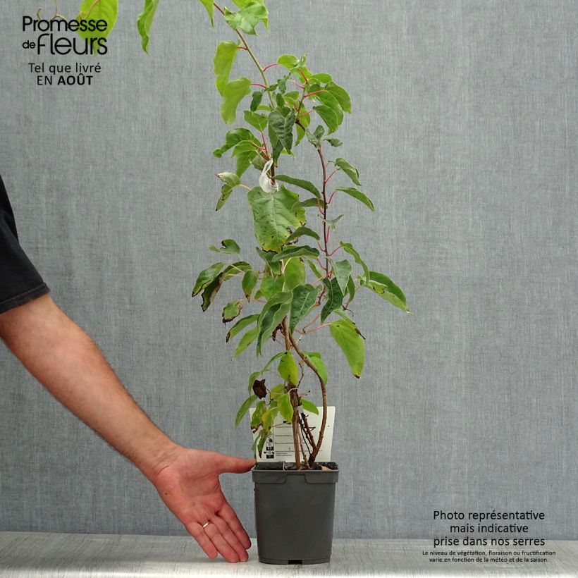 Hardy Super Jumbo (female) - Actinidia arguta 1.5L/2L pot sample as delivered in summer