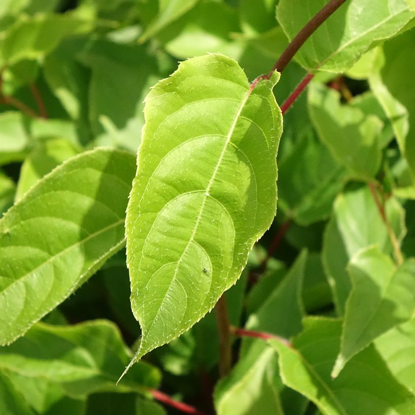 Hardy Kiwi Weikii (male) - Actinidia arguta (Foliage)