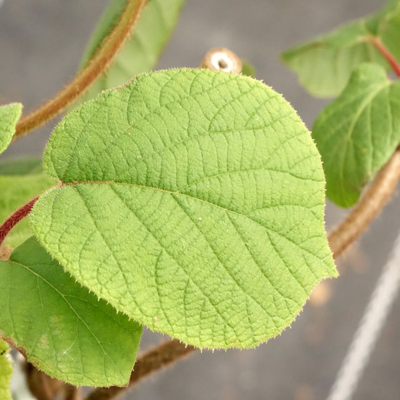 Actinidia Herma (Foliage)